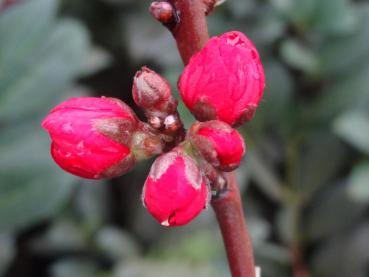 Persika Melred, Prunus persica Melred