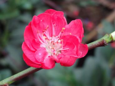 Persika Melred, Prunus persica Melred