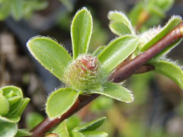 Salix cashmiriana in Blüte