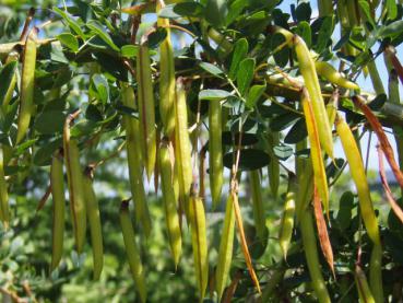 Typische Früchte an Caragana arborescens Pendula