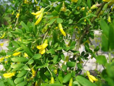 Auffällig gelbe Blüten am Caragana arborescens Pendula