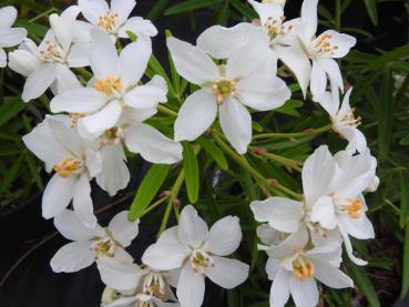 Herrlich duftende, weiße Blüten -  Choisya ternata Aztec Pearl
