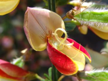 Aufnahme der knallgelben Edelginster Blüte, deren Flügel kardinalrot gefärbt sind