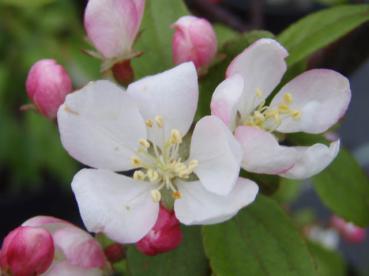 Nahaufnahme der offenen rosa Blüte des Zierapfels Bob White