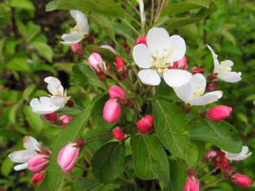 Rosa Knospen und weiße Blüten - der Zierapfel Bob White
