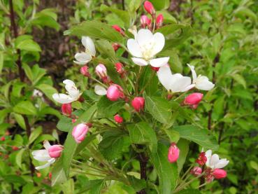 Im Aufblühen färben sich die Blütenblätter des Zierapfels Bob White von Rosa zu Weiß.