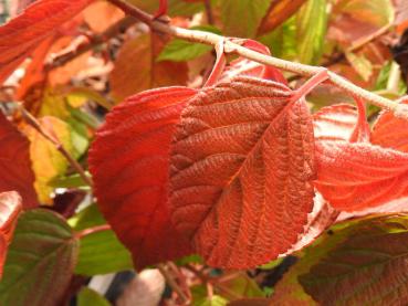 Viburnum plicatum St. Keverne - rotes Herbstlaub