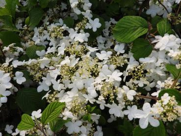 Viburnum plicatum St. Keverne