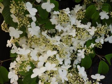 Viburnum plicatum St. Keverne