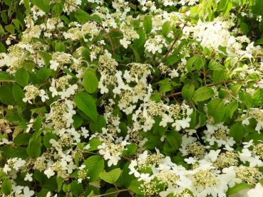 Viburnum plicatum St. Keverne