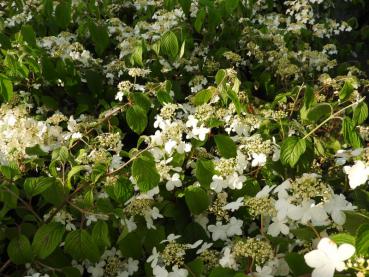 Viburnum plicatum St. Keverne