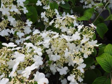 Viburnum plicatum St. Keverne