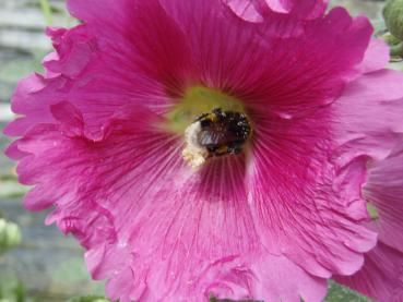 Alcea rosea rot blühend (Musterfoto). Wir versenden gefüllt blühende Pflanzen in ähnlicher Farbe.