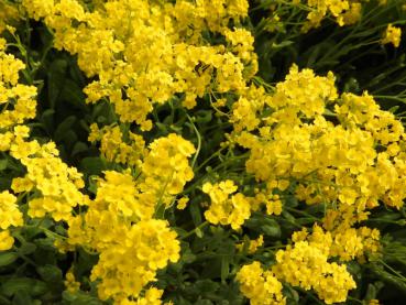 Leuchtend gelbe Blüte - Berg-Steinkraut Berggold