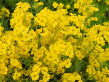 Berg-Steinkraut Berggold - üppige gelbe Blüte