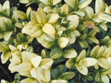 Gulbladig buxbom, Buxus sempervirens Rotundifolia Aurea