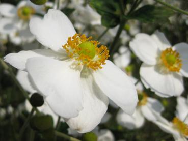.Anemone japonica Honorine Jobert