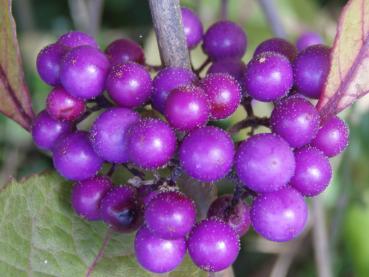 Die herbstliche violette Frucht des Liebesperlenstrauches