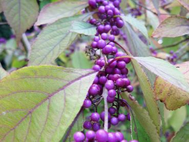 Die violetten Früchte des Callicarpa bodinieri Profusion