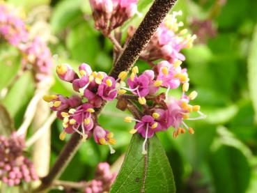 Sommerliche Blüte des Callicarpa bodinieri Profusion