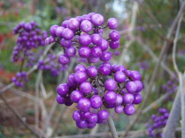 Violette Früchte des Liebesperlenstrauch im Winter