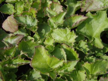 Campanula poscharskyana