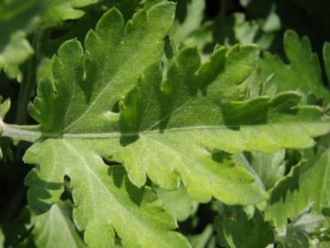 Chrysanthemum hortorum Oury