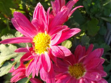 Chrysanthemum hortorum Oury in Blüte