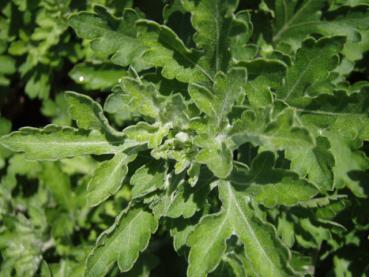 Chrysanthemum hortorum Anastasia