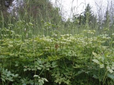 Actaea simples White Pearl, Cimicifuga simplex White Pearl