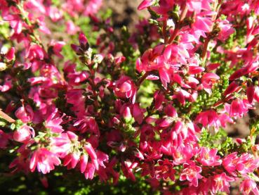 Calluna Allegro in Blüte