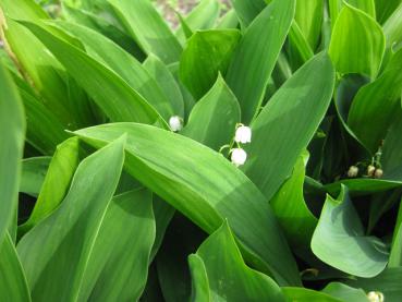 .Convallaria majalis