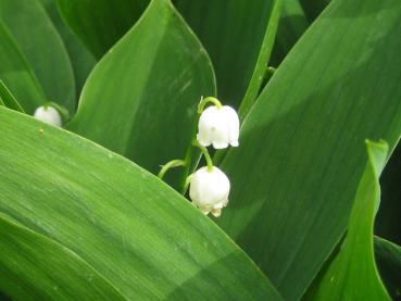 .Convallaria majalis