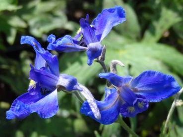 Delphinium belladonna Völkerfrieden