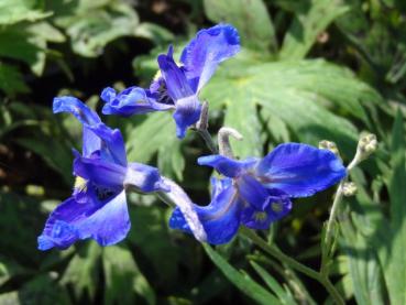 Delphinium belladonna Völkerfrieden