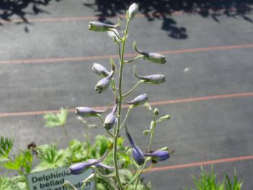 Delphinium belladonna Völkerfrieden