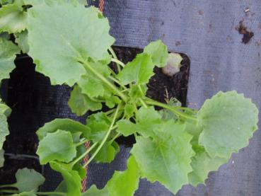 .Doronicum orientale Little Leo