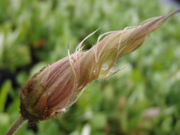 Dryas suendermannii