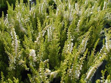 Calluna vulgaris gelblaubig