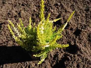 Calluna vulgaris gelblaubig