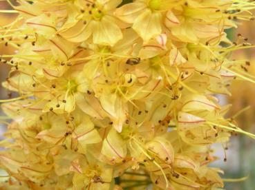 Detail des Blütenstandes bei Eremurus stenophyllus var. stenophyllus