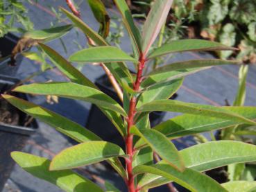 .Euphorbia griffithii Fireglow