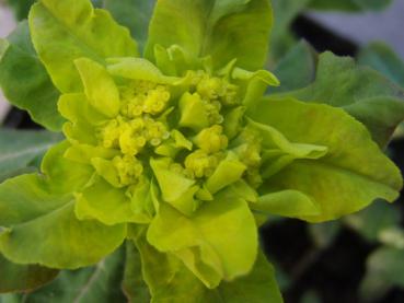 Gulltörel, Euphorbia polychroma, Euphobia epithymoides