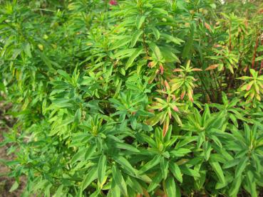 Gulltörel, Euphorbia polychroma, Euphorbia epithymoides
