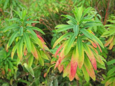 Gulltörel, Euphorbia polychroma, Euphorbia epithymoides