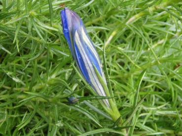 .Gentiana sino-ornata