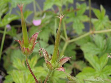 Typische Fruchtbildung bei Geranium endressii