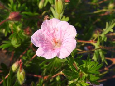 Gestreifter Blut-Storchschnabel - zartrosa Blüten im Sommer