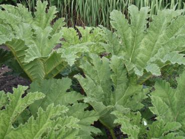 Gunnera manicata in der Anlage