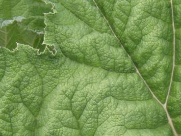 Detailaufnahme vom Blatt: Gunnera manicata